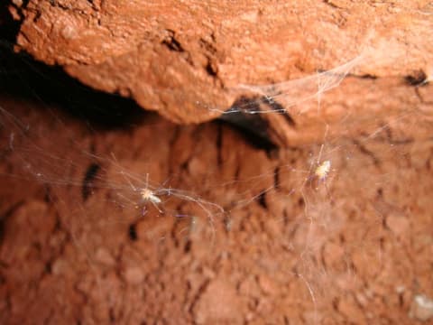 Ochyrocera misspider