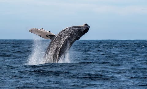 A humpback whale (not Mr. Splash Pants) in the Sea of Cortez.