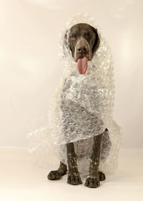 dog wrapped in bubble wrap