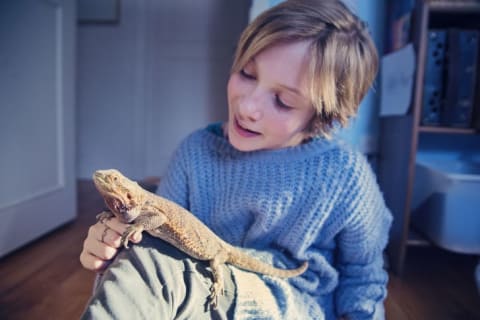 kid playing with lizard pet in bedroom