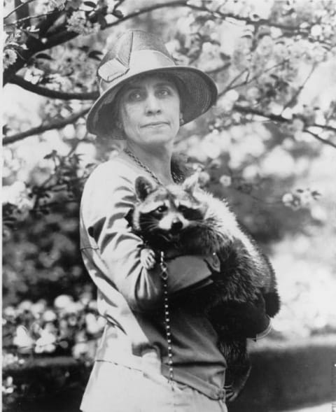 First Lady Grace Coolidge holding Rebecca the raccoon.