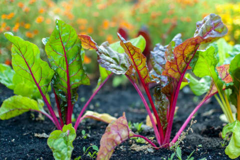 Beet greens poking up through soil