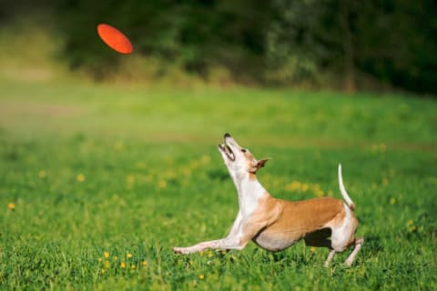 dog catching frisbee