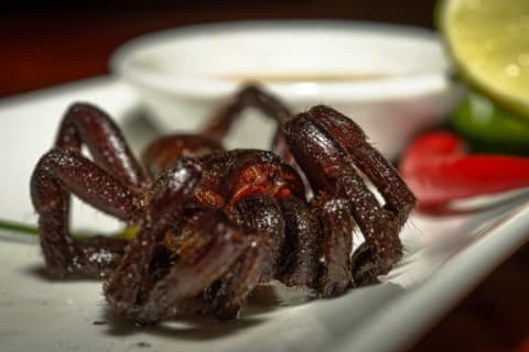 Fried tarantula on a plate