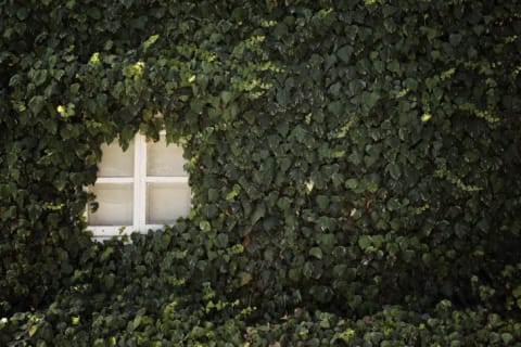 Green ivy almost completely grown over a white-paned window.