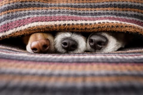 Three dog noses stick out from a gap in a colorful knit blanket.