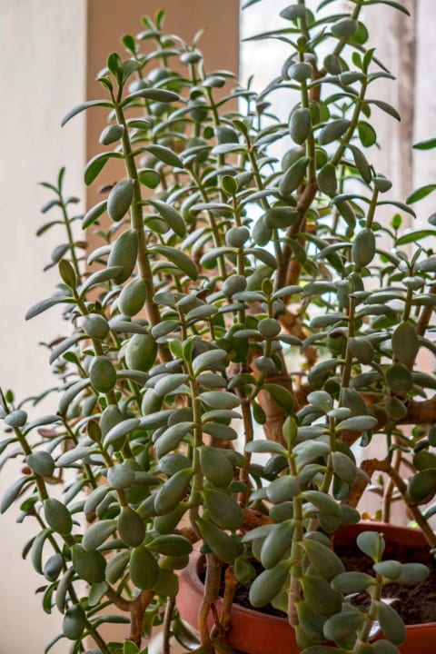 Closeup of an indoor houseplant.