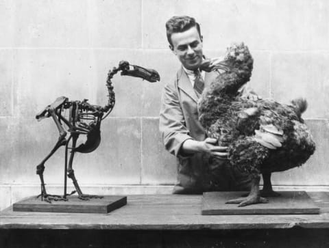 A subfossil (bone that has not been fully fossilized) Dodo skeleton and a reconstructed model of the extinct bird in a museum in Wales circa 1938.