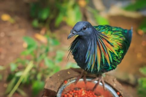 A nicobar pigeon.