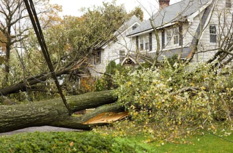 Tree branches down in front of a house.