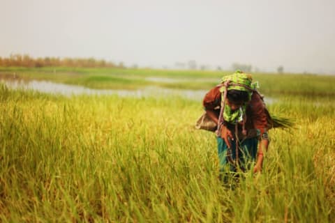 A woman works in a field