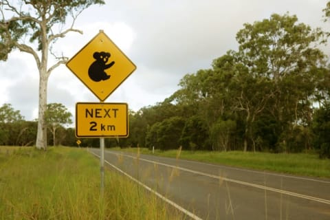 A street sign warns of koala bears