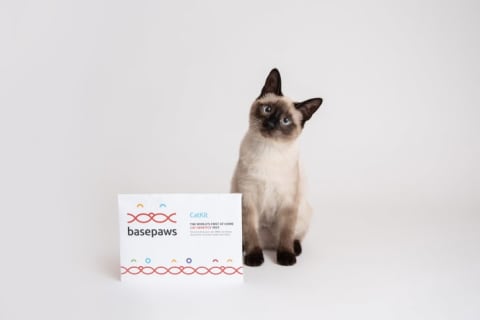 A cat stands next to the DNA test