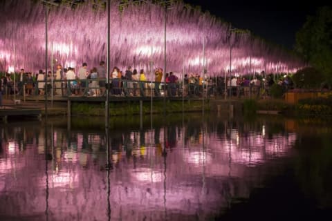 The Ashikaga Flower Park in Tochigi Prefecture