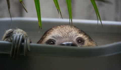 A two-toed sloth