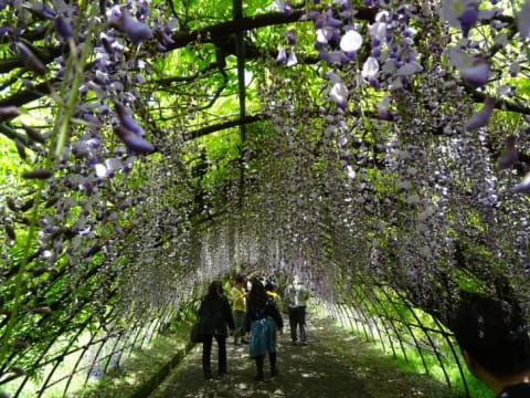 The Kawachi Wisteria Garden in Fukuoka, Japan