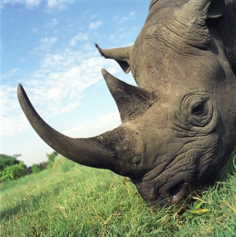 close-up on a rhino's horns