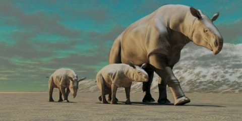 older rhino walking with two younger rhinos