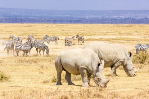 rhinos gathering with zebras