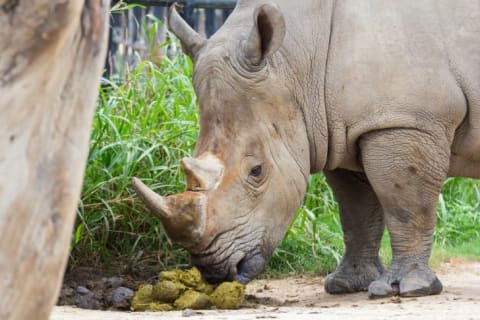 rhino sniffing poop