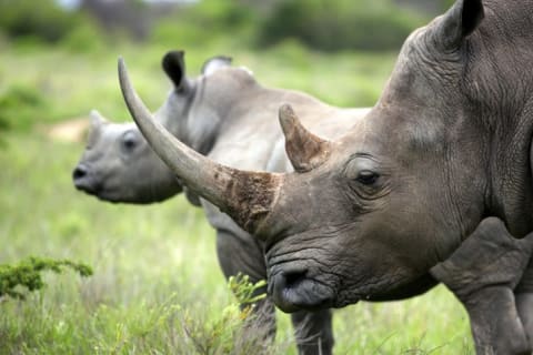 two rhinos standing in grass