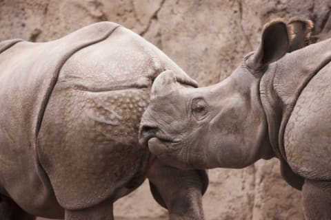 rhino sniffing another rhino's butt