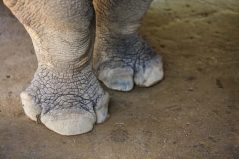 rhino's feet