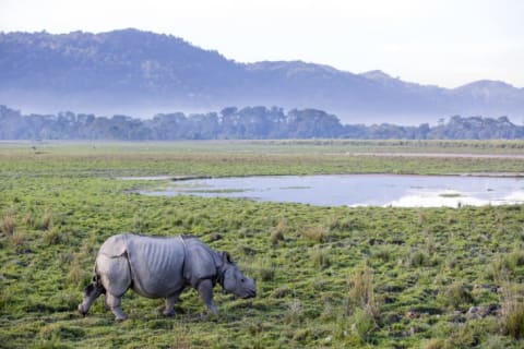 Rhinoceros in a field with a pond