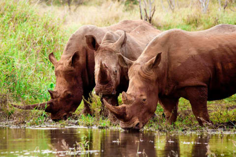 Three rhinos drinking water