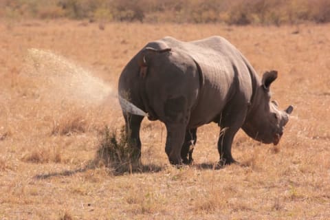 rhino spray urinating