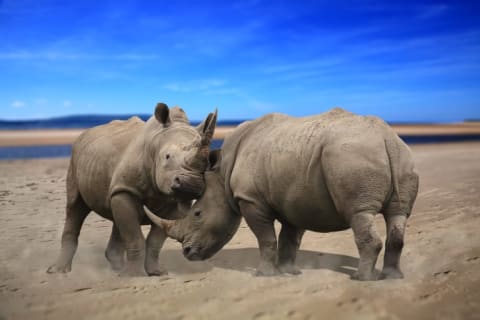 two male rhinos fighting with their horns