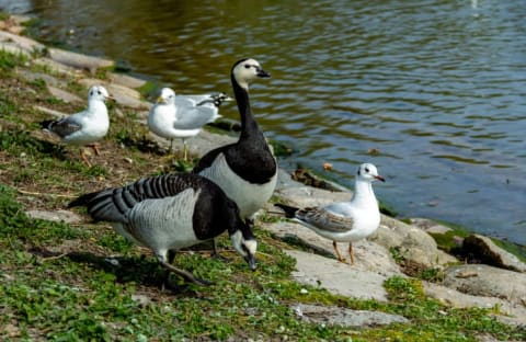 Goose poop belongs on your lawn, not on your head.