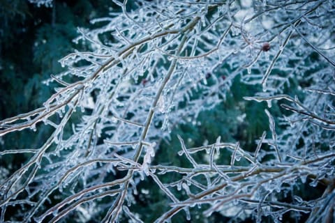 Glaze ice on tree branches