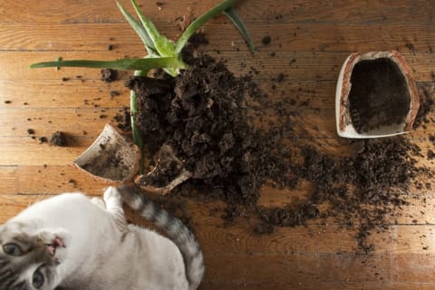 A broken pot and soil on the ground with an innocent-looking cat sitting next to it.