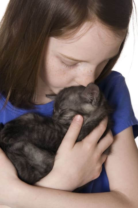 A young girl in a blue shirt nuzzles a grey kitten.