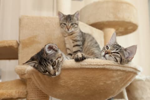 Three grey and black kittens lounging on a piece of carpeted cat furniture.