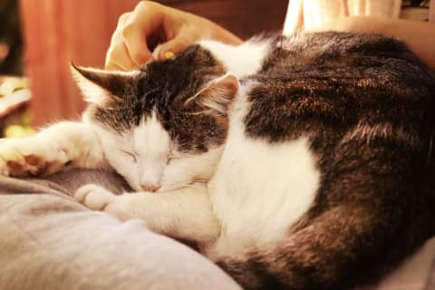 A cat is sleeping on its owner's lap.