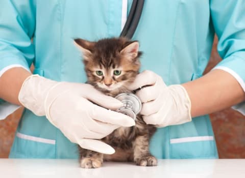 A vet is holding a stethoscope up to a small brown kitten.