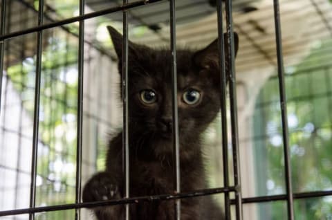 A black kitten peeks out from behind the bars of a shelter cage.