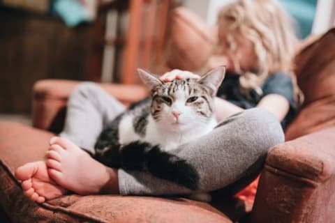 A cat snuggling with a young blonde child while she reads.