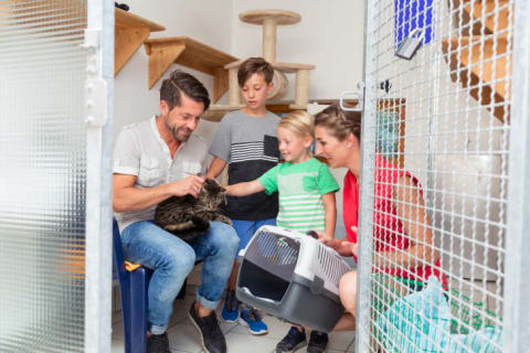 A family pets a grey striped cat at an animal shelter.