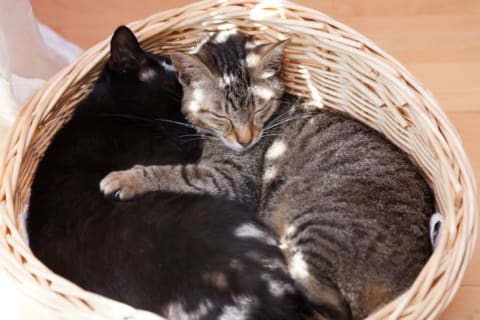 A black cat and a grey cat snuggle together in a wicker basket.