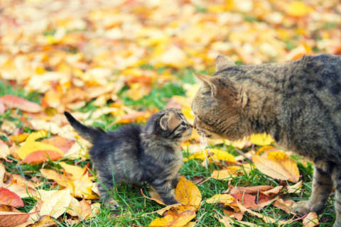 An adult cat touches noses with a grey, fluffy kitten with a background of fallen autumn leaves.