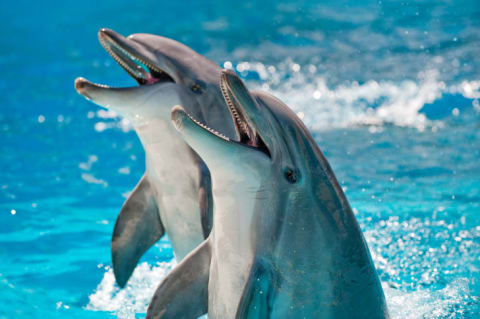 A pair of dolphins