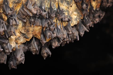 A colony of bats