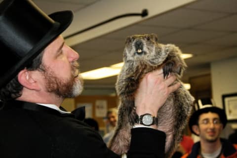 close-up of Punxsutawney Phil