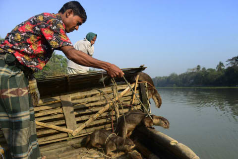 Bangladeshi man prepares to send his trained otters in to go fishing.