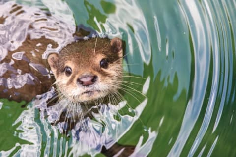 An otter looking up from the water.