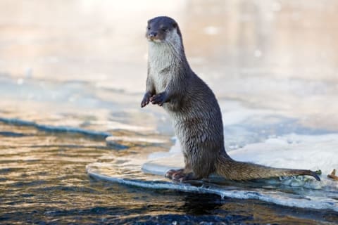 An otter standing along the water's edge