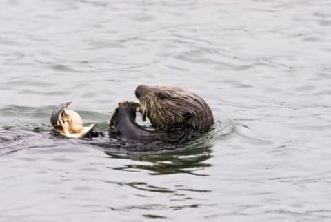 An otter in the water eating a clam